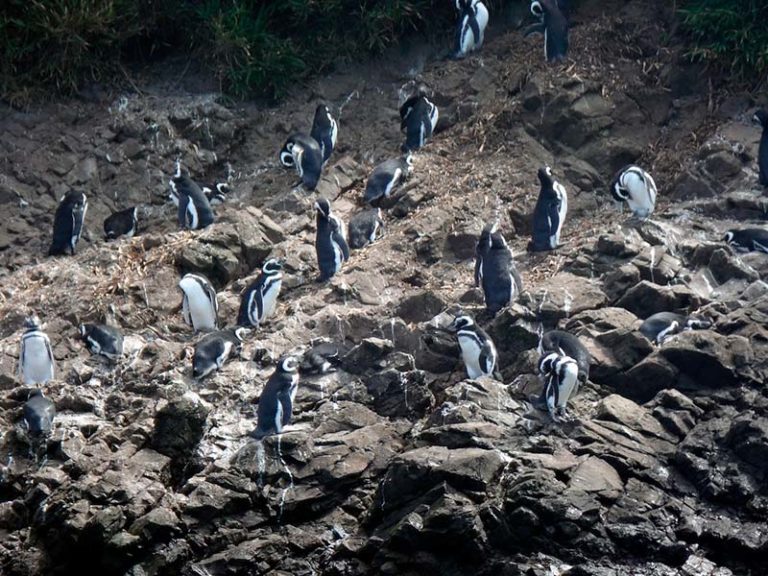 Bate e volta de Puerto Varasàs pinguineras de Chiloé: dica de passeio nos Lagos Andinos