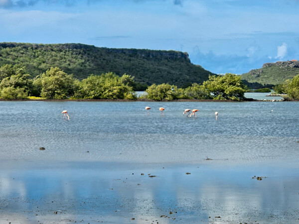 Ver flamingos, dica sobre o que fazer em Curaçao